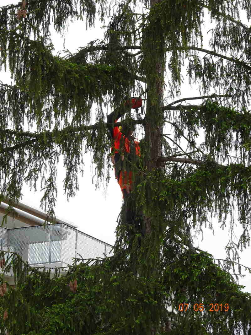 Baumfällung, Foto der Vögtli Agrar-Forstservice GmbH