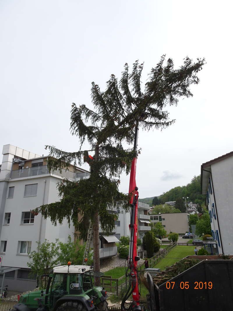 Baumfällung, Foto der Vögtli Agrar-Forstservice GmbH