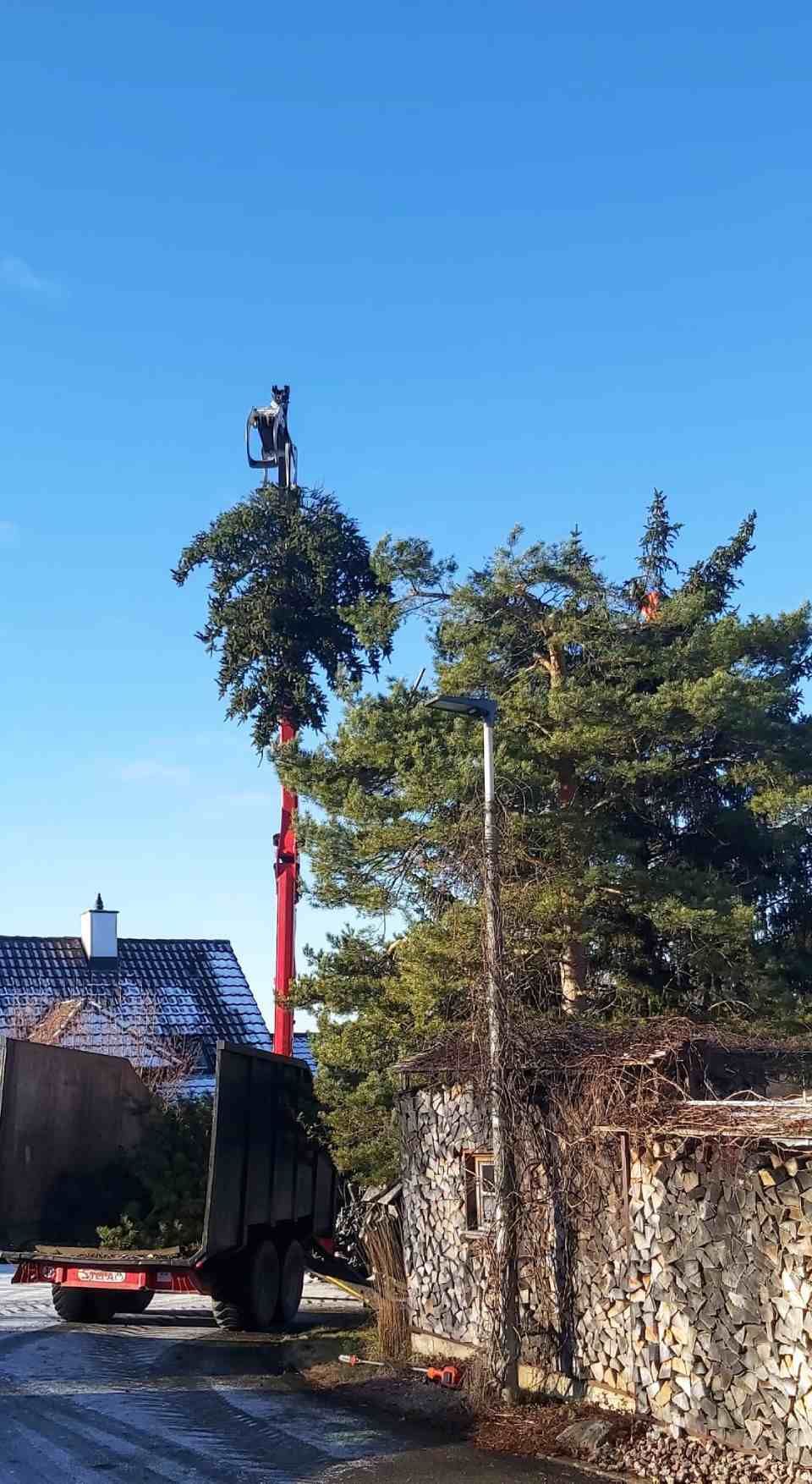 Baum wird gepflegt, Foto der Vögtli Agrar-Forstservice GmbH