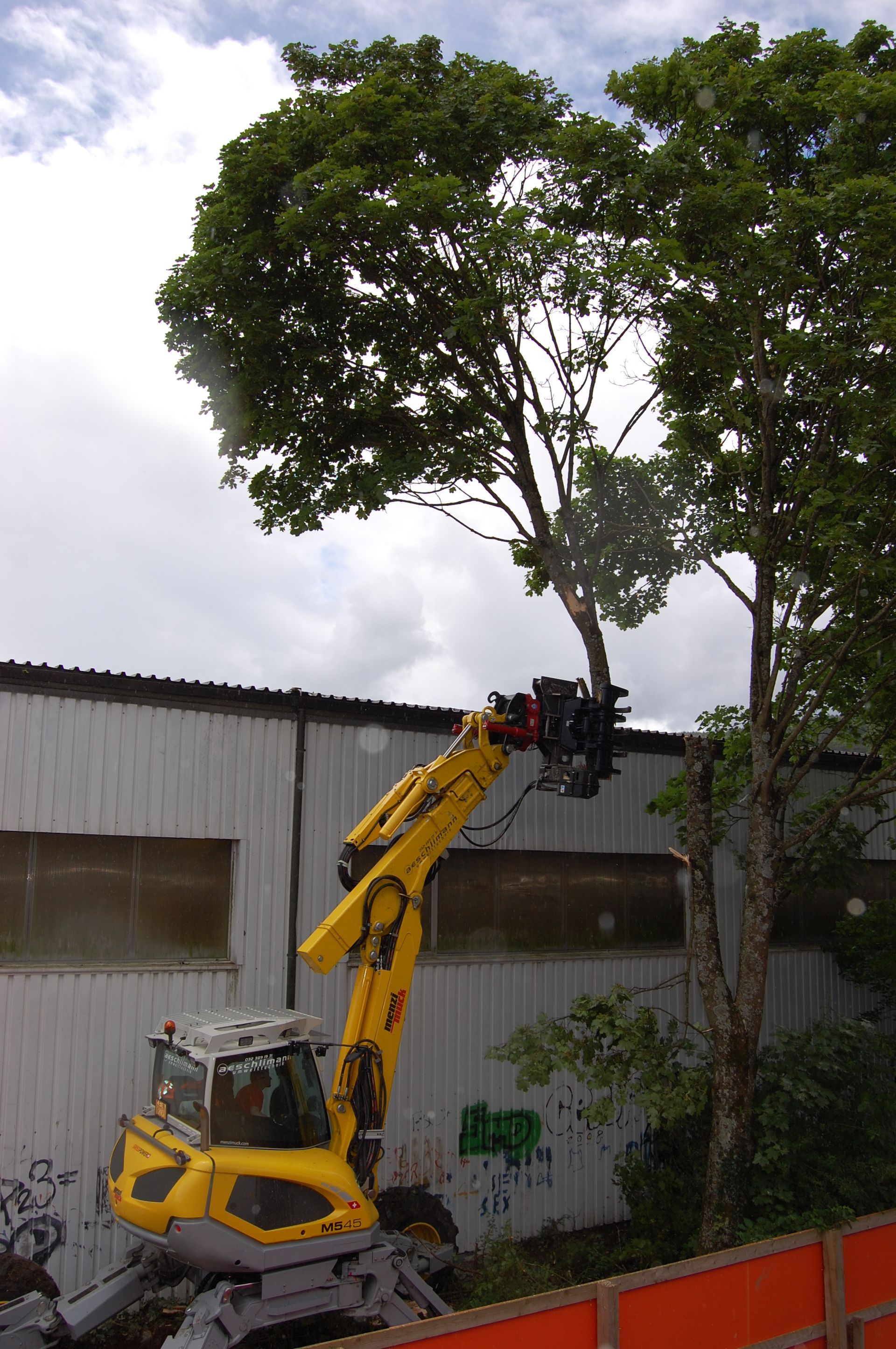 Rodung mit Greifersäge 2 - Aeschlimann Umwelttechnik AG in Busswil BE