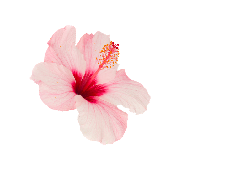 Fleur d'hibiscus rose à cœur rouge foncé et étamines à pointe jaune sur fond blanc