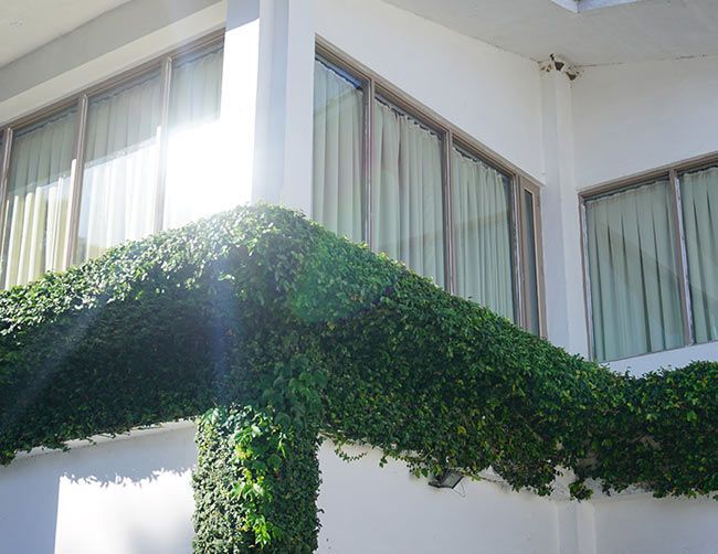 Du lierre recouvre l'angle d'un bâtiment blanc aux multiples fenêtres et aux rideaux légers ; la lumière du soleil.