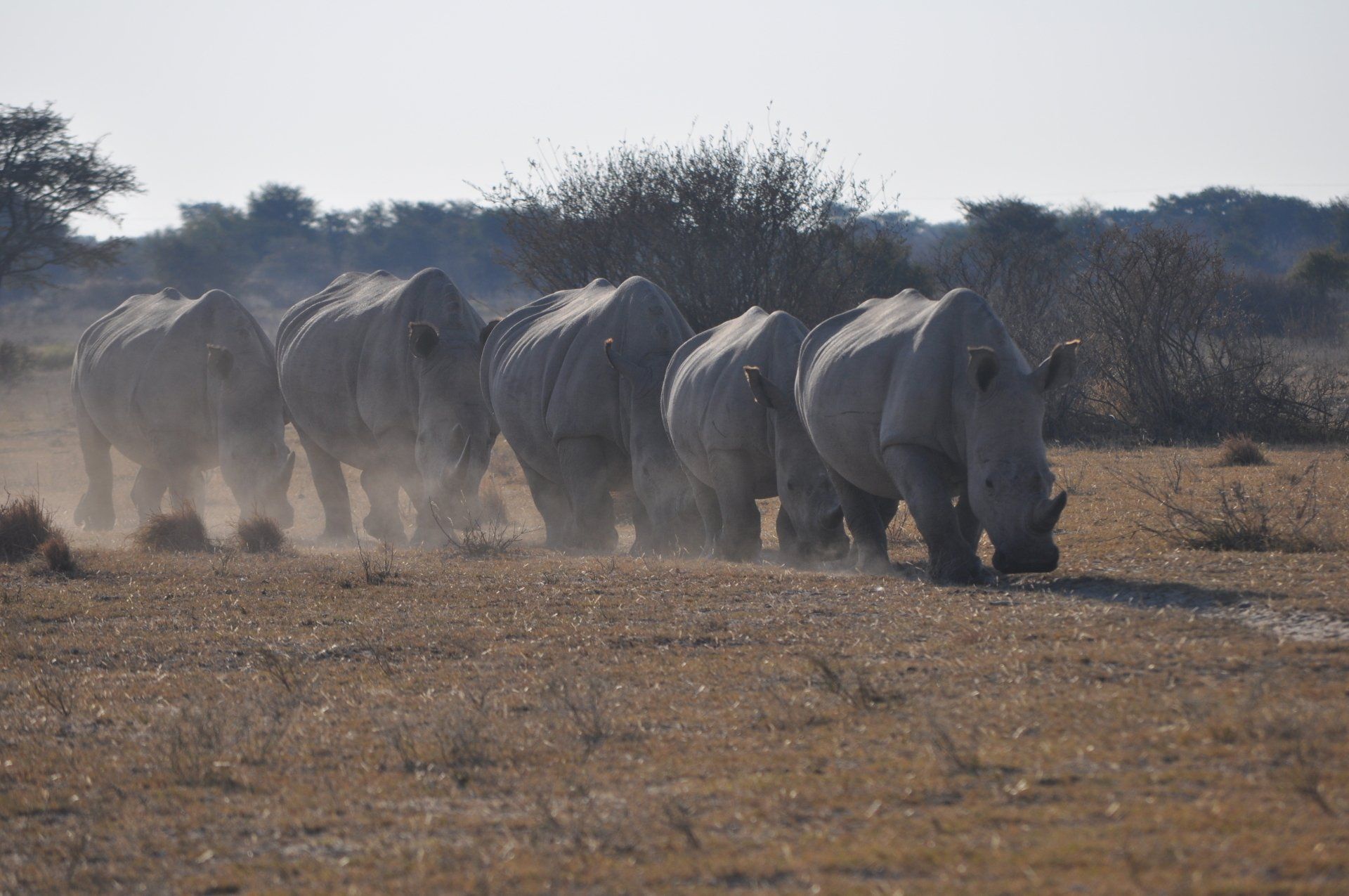 Kudde olifanten Botswana
