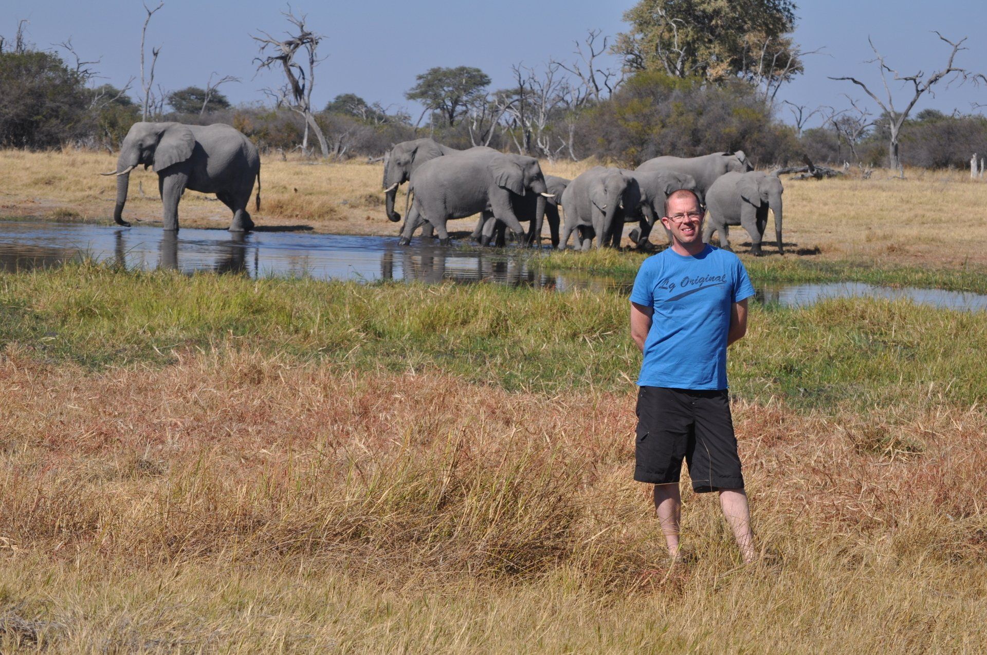 Olifanten Afrika