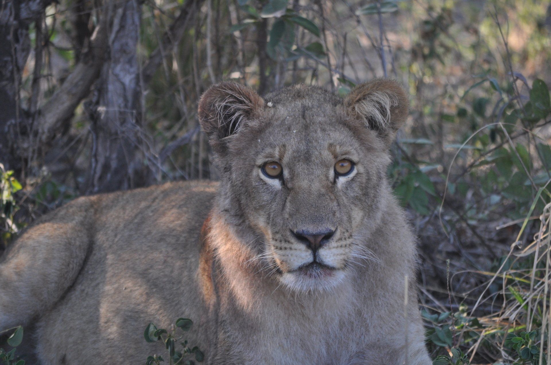 Leeuwin Botswana