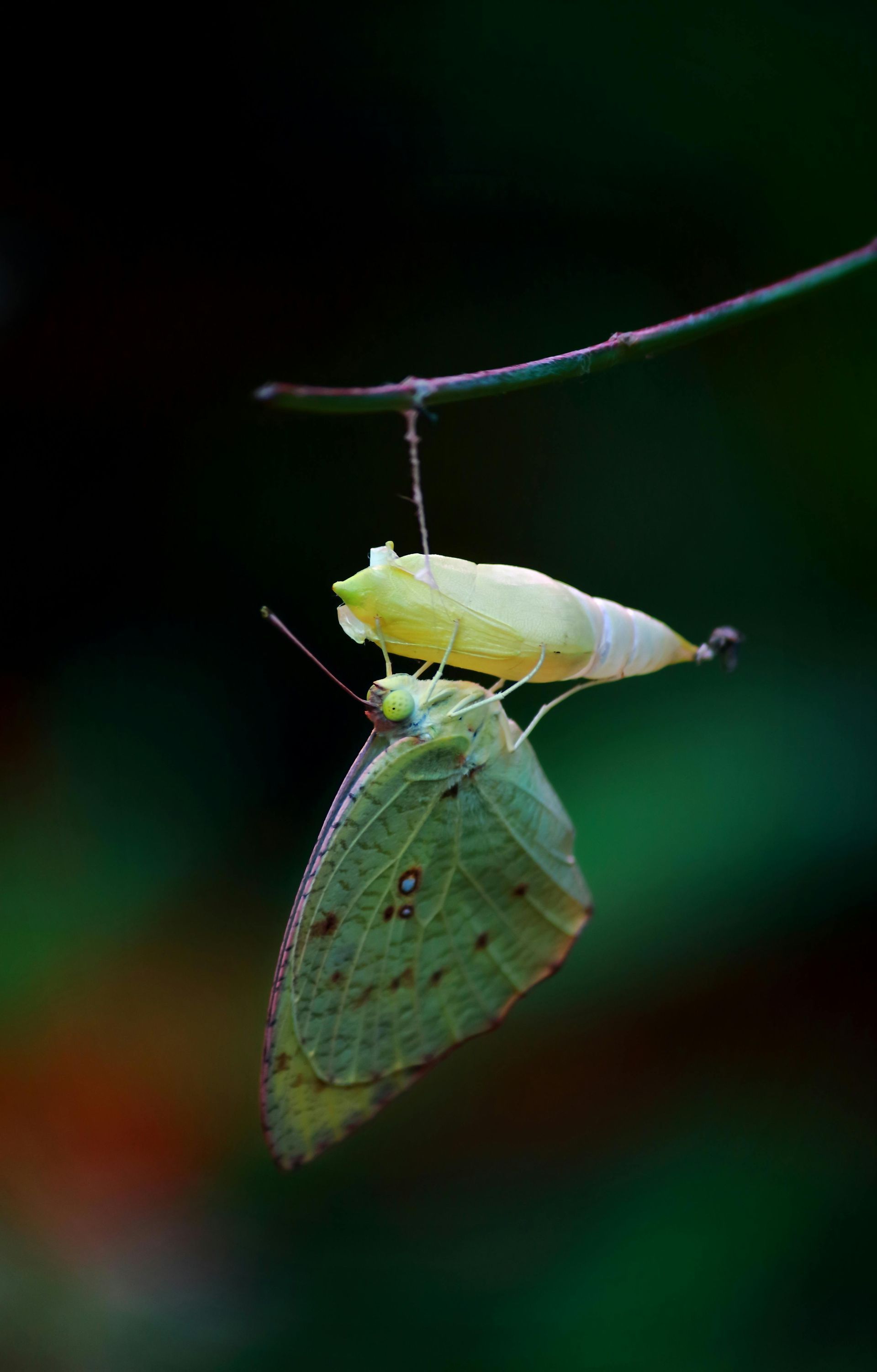 Ein grüner Schmetterling, der aus seiner Puppe schlüpft, hängt an einem dünnen Ast vor einem dunkelgrünen Hintergrund.