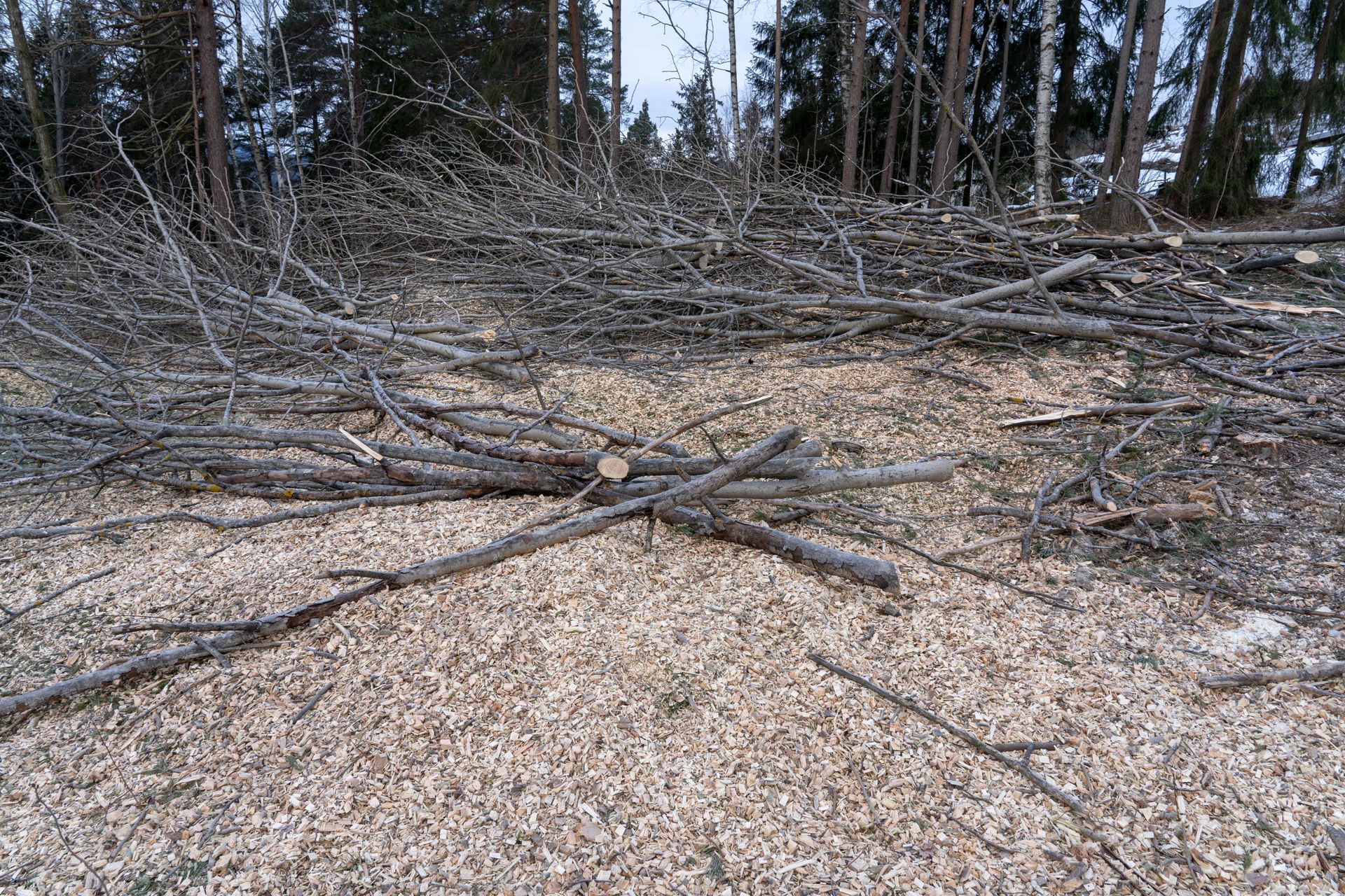 Tas de déchets verts à l'orée d'un bois