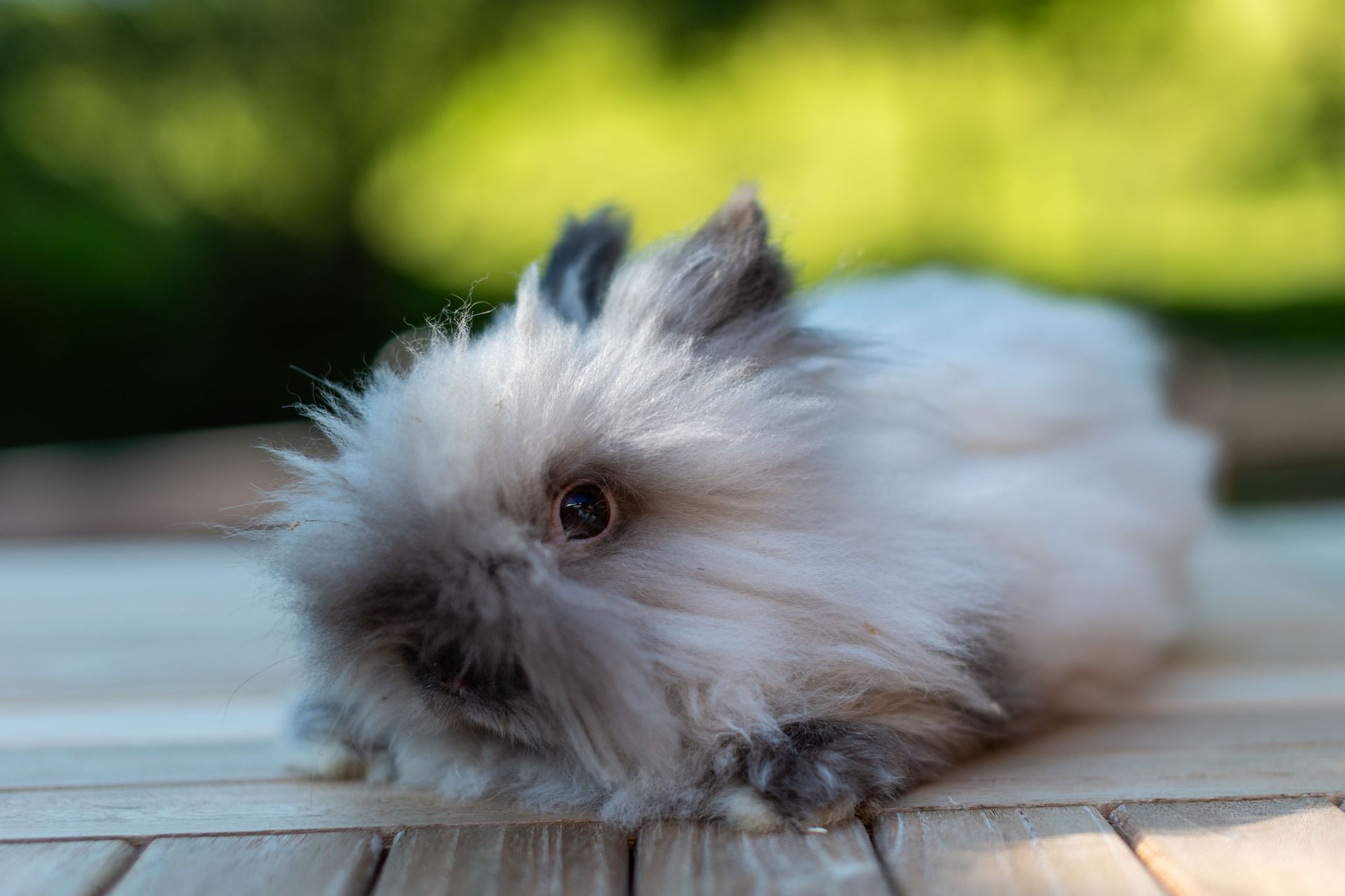 Kaninchen Maxi