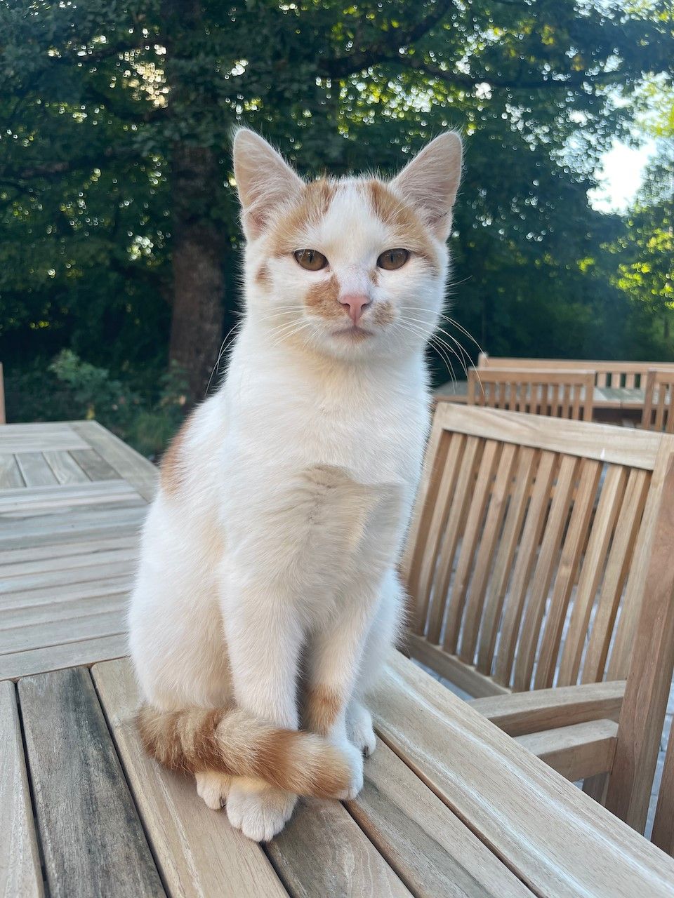 Kater Charly