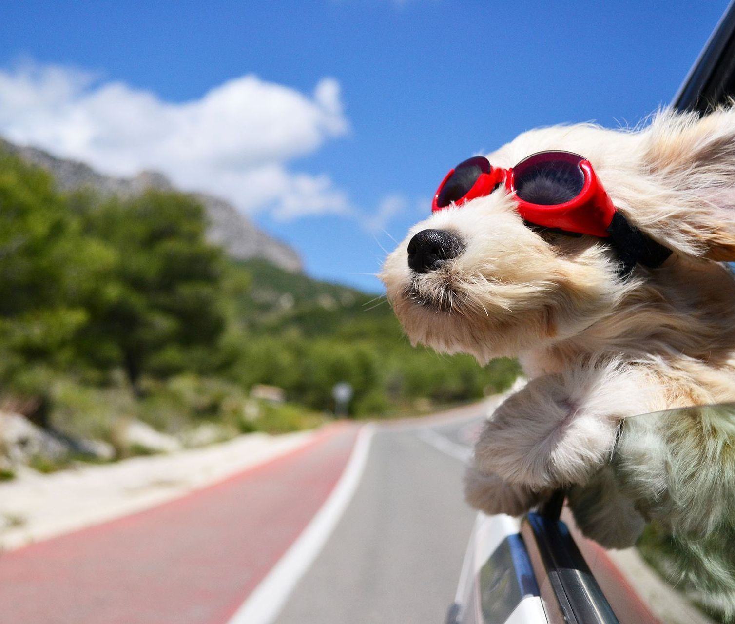 Hund im Auto