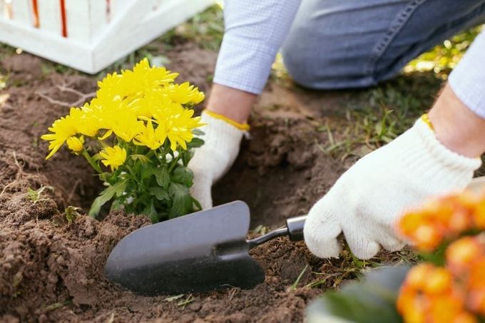 Una persona está plantando flores en un jardín con una pala.