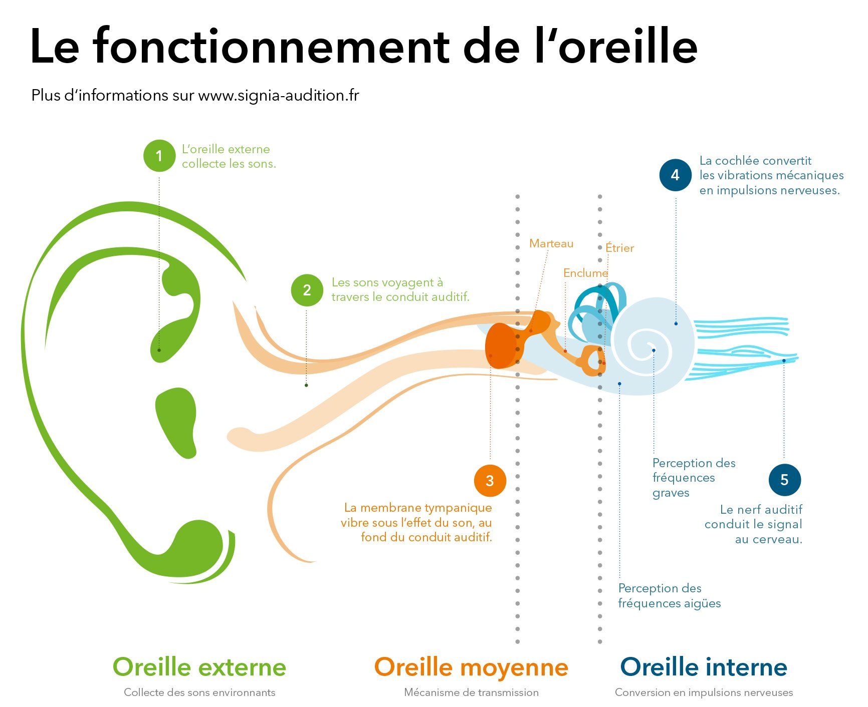 Fonctionnement de l'oreille