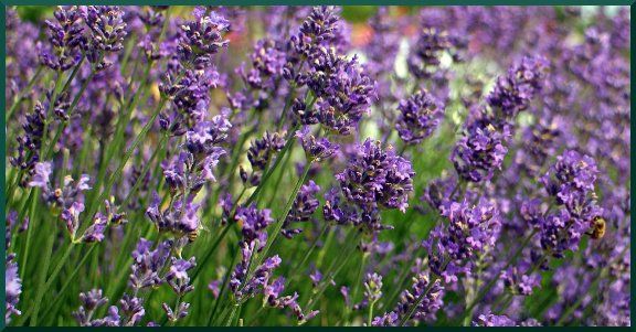 lavandin
