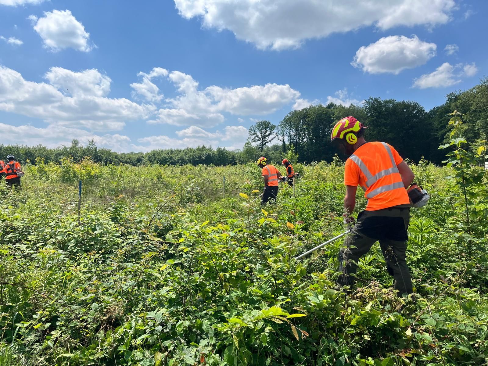 Débroussaillage d'un terrain forestier