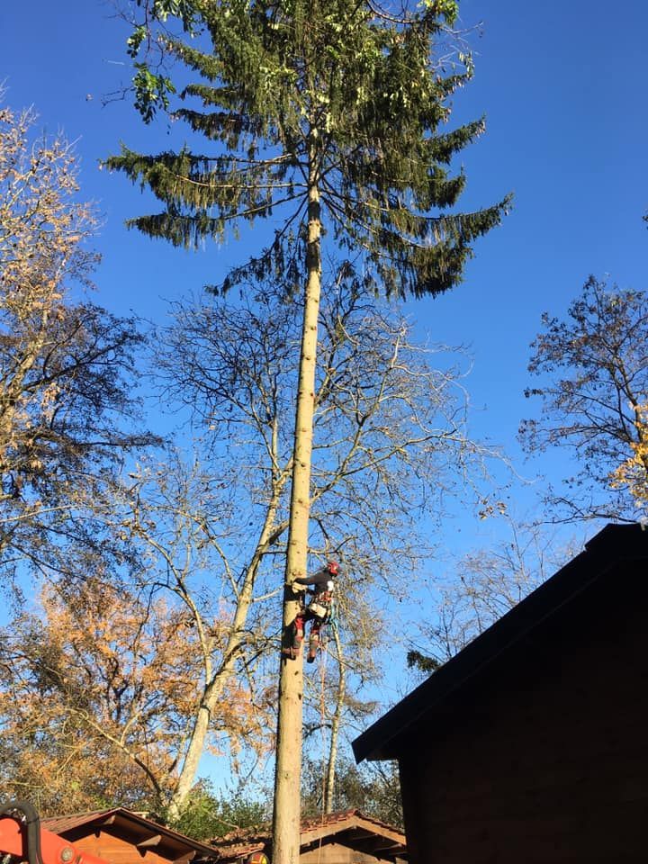 Élagage d'arbre en cours par un professionnel