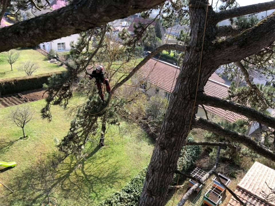 Professionnel au sommet d'un arbre