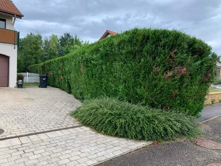 Grande haie taillée en rond