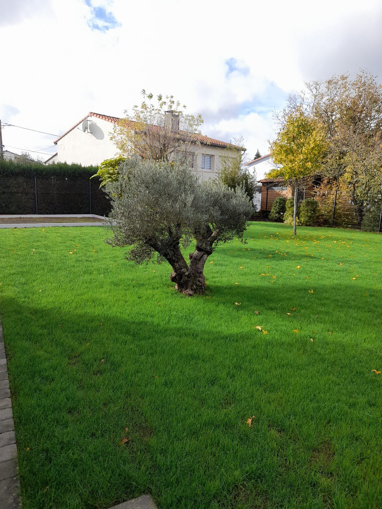 Jardin bien tondu avec un olivier au milieu