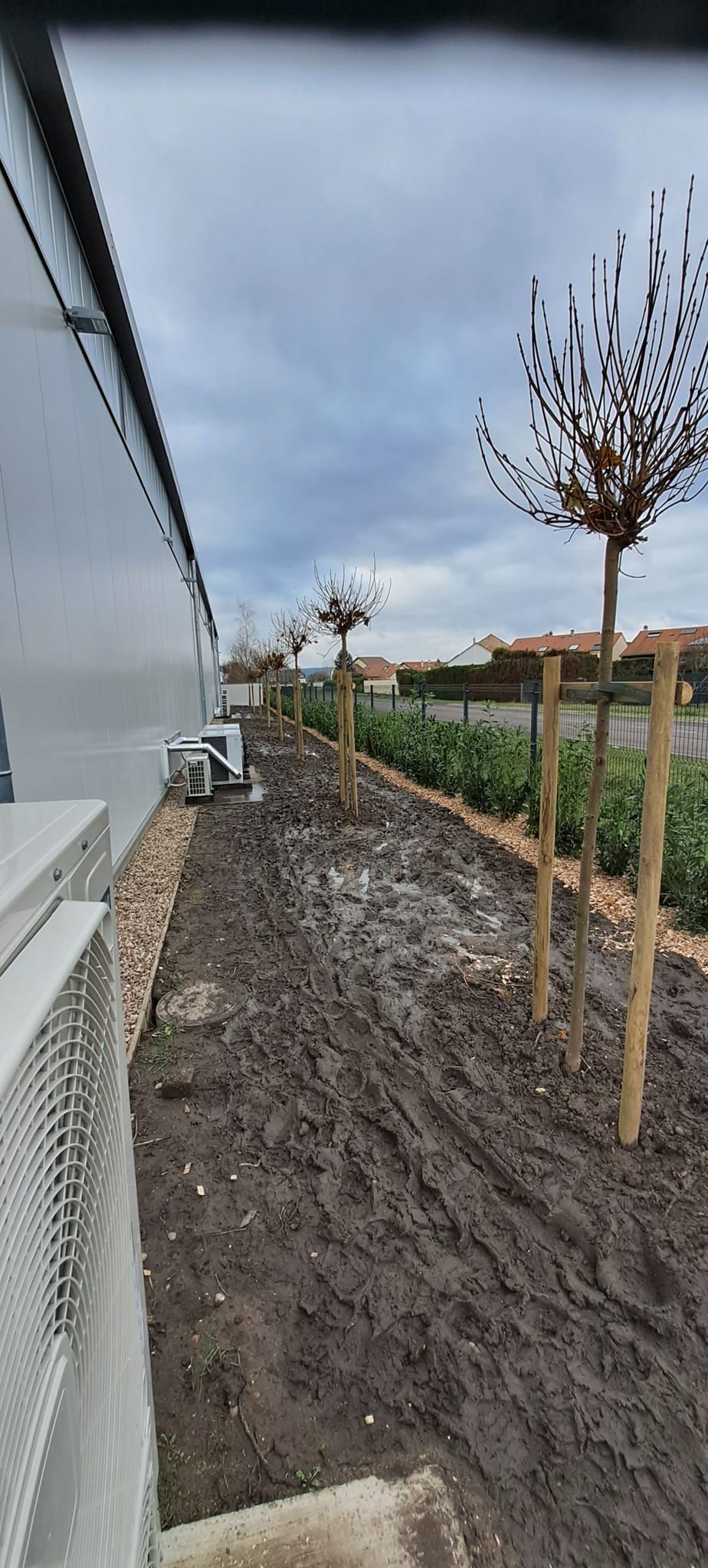 Plantation de jeunes arbres