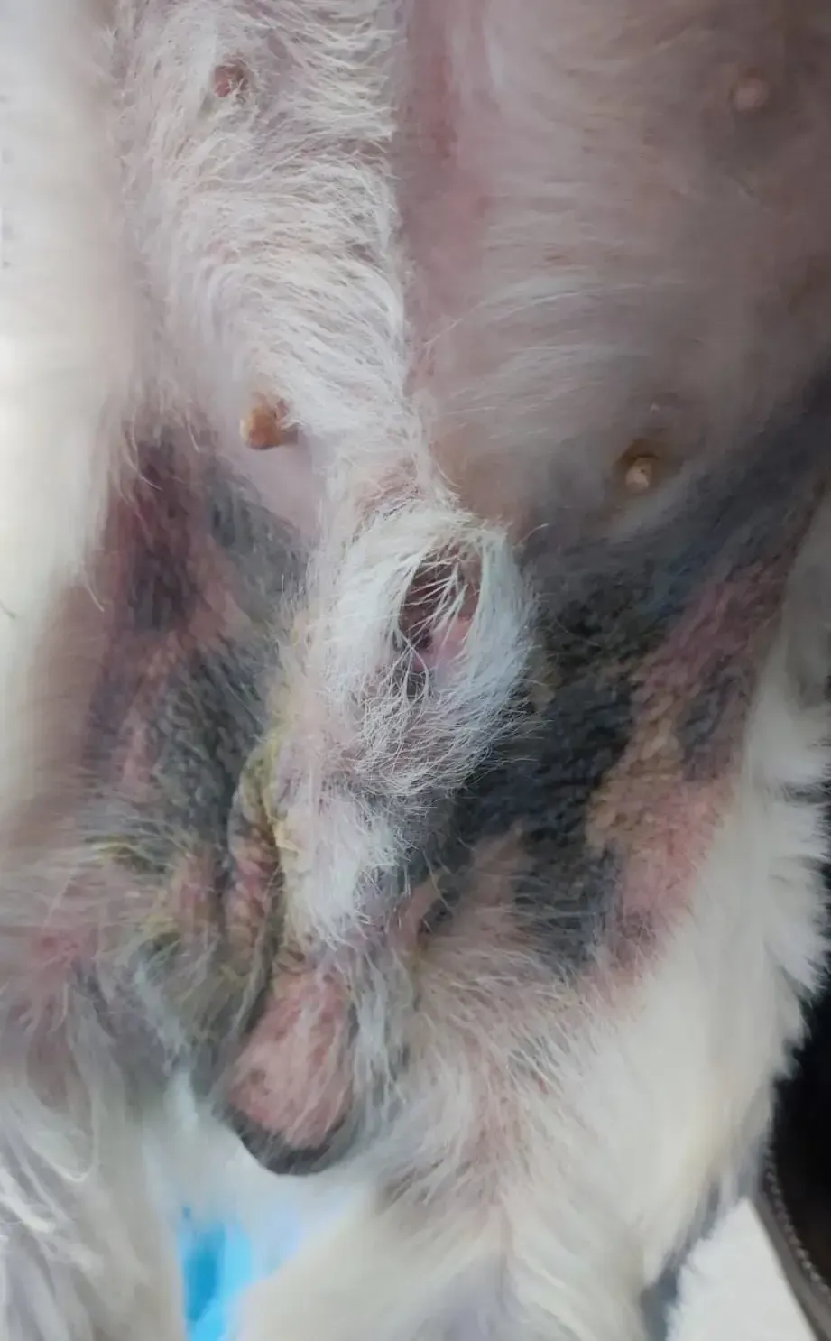 Primer plano del abdomen de un perro, que muestra decoloración de la piel