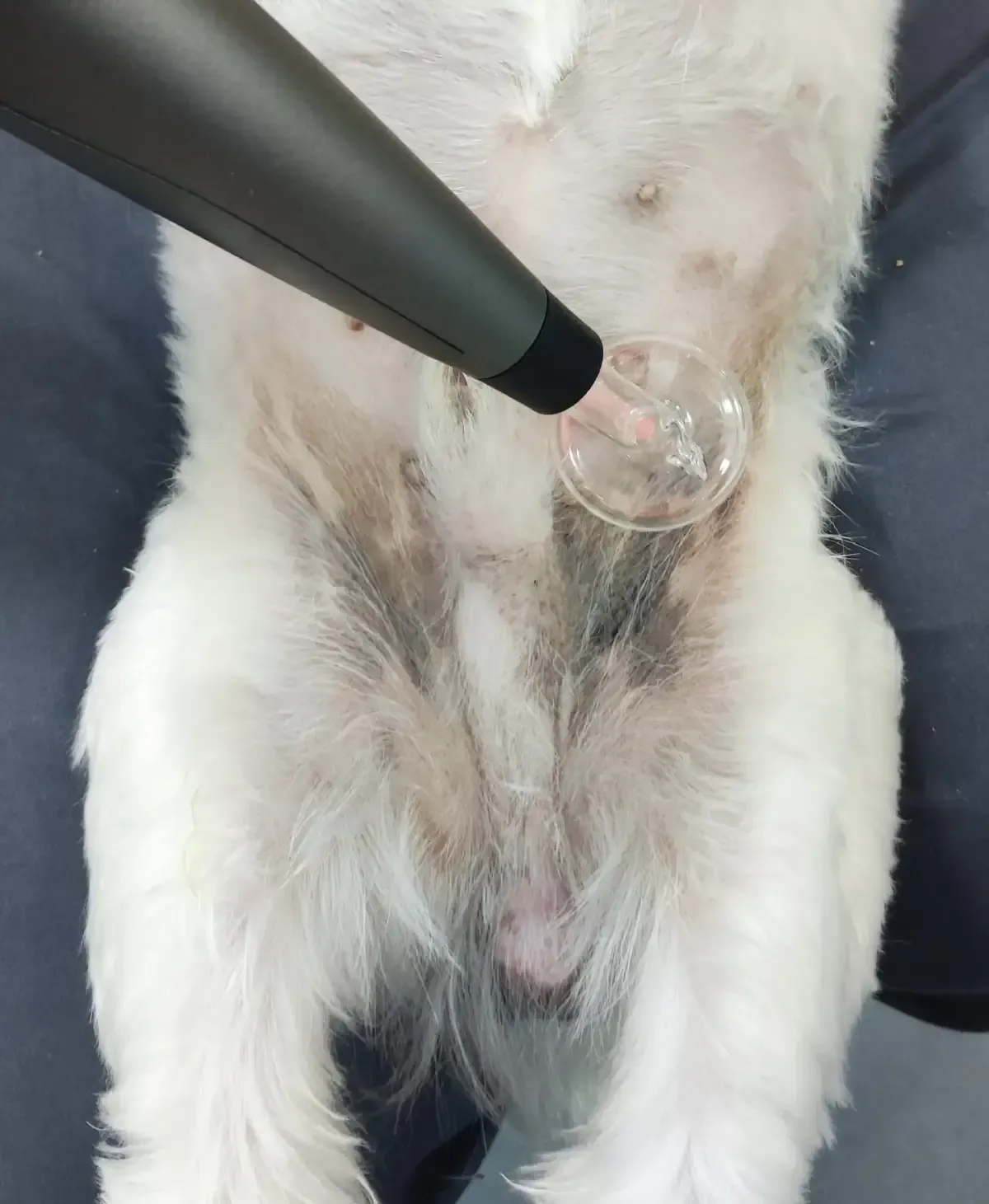 Vientre de un perro blanco con un dispositivo transparente en forma de copa, posiblemente para tratamiento médico.