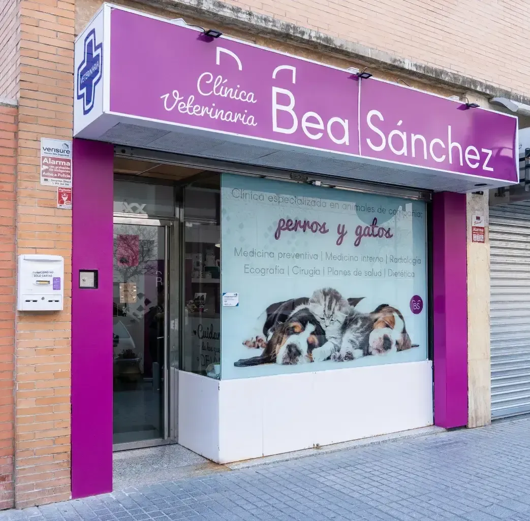 Exterior de la Clínica Veterinaria Bea Sánchez. Letrero morado y blanco. Ventana con perros y gatos.
