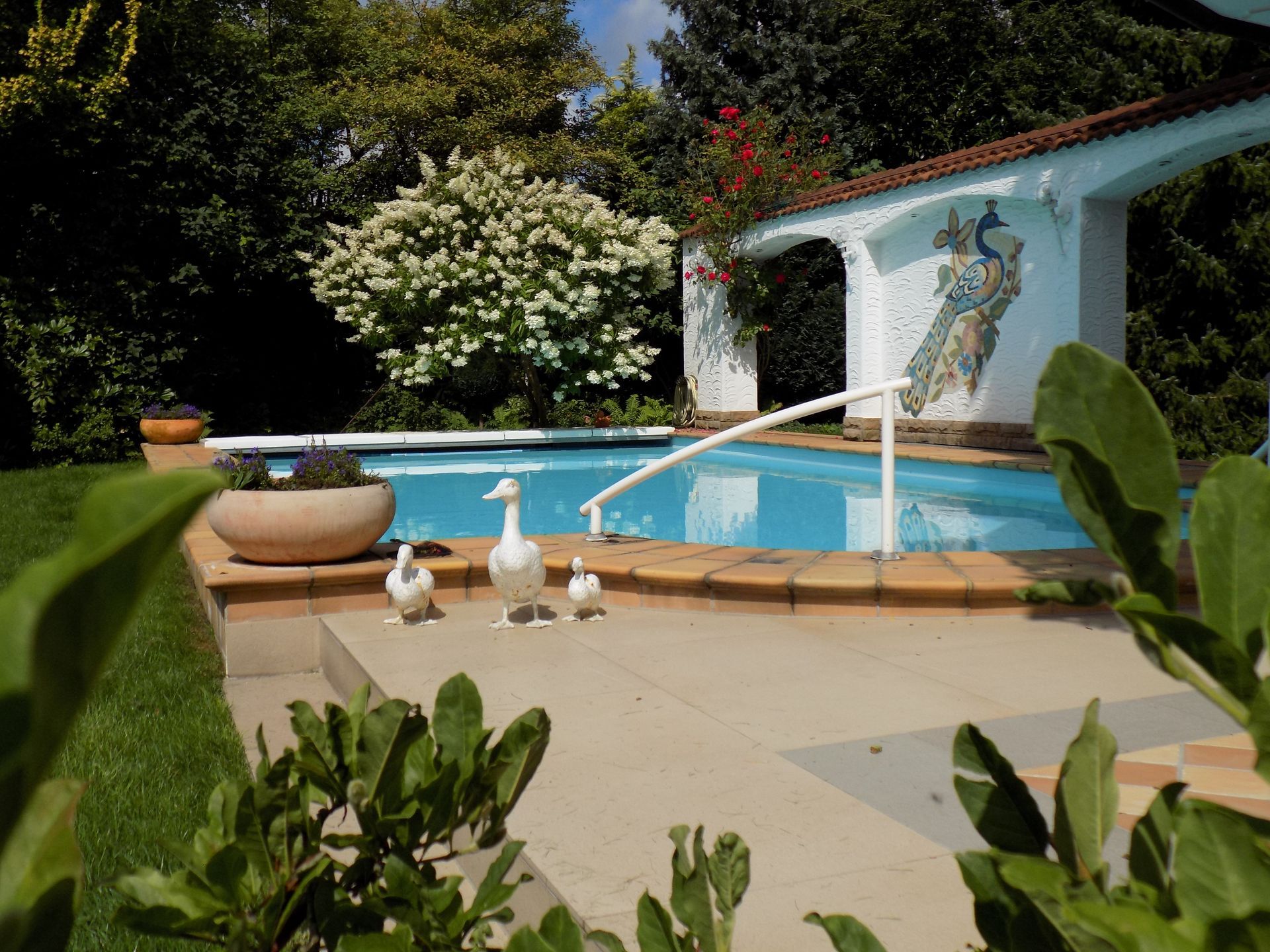 Ein Swimmingpool mit einem Pfau am Rand