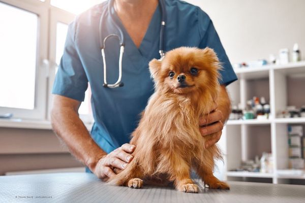 Kleiner Hund beim Tierarzt