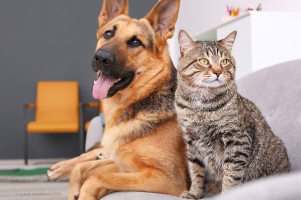 Schäferhund und Katze im Warteraum beim Tierarzt