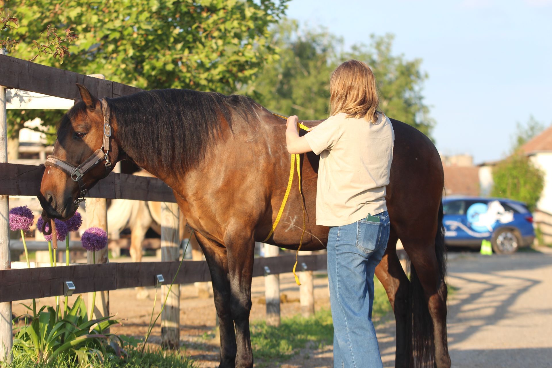Beim Vermessen eines Pferdes. 