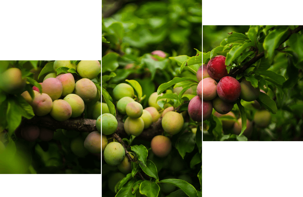 Nahaufnahme eines Apfelbaumes mit Früchten