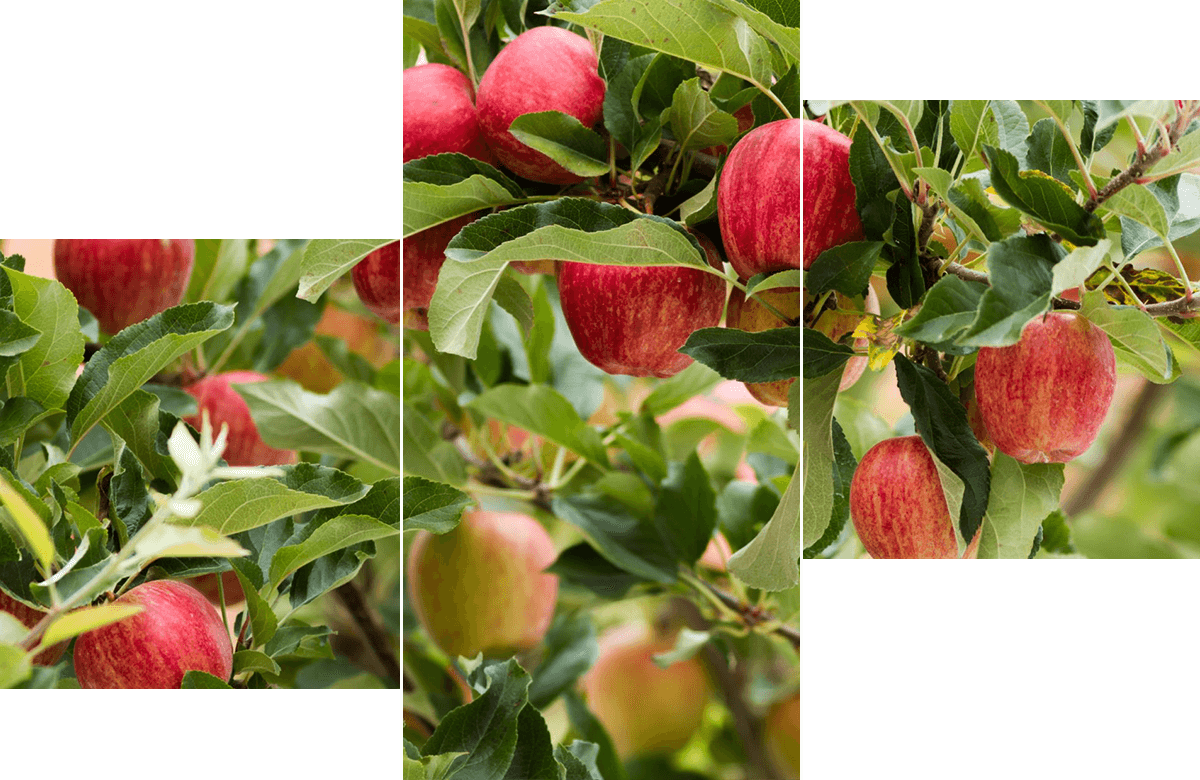 Nahaufnahme Apfelbaum mit Früchten