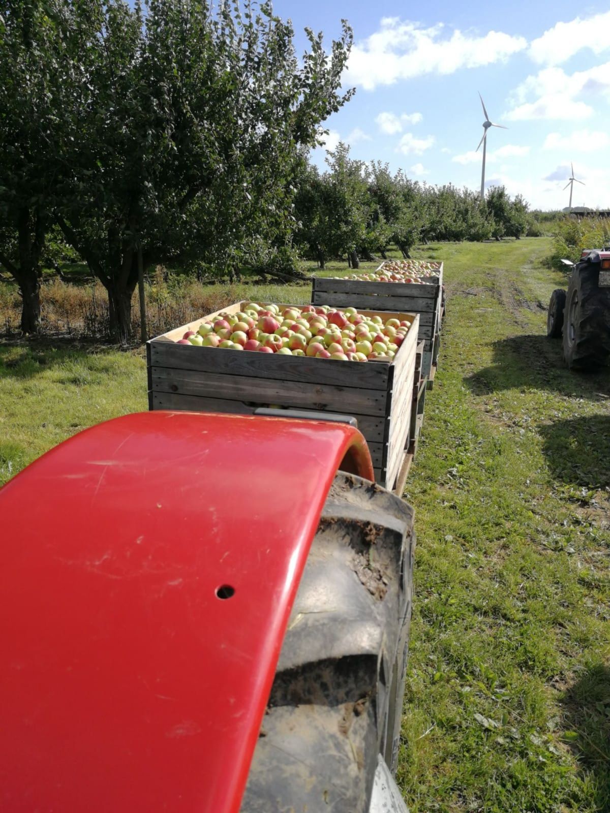 Nahaufnahme eines Traktors mit dem Ertrag der Apfelernte