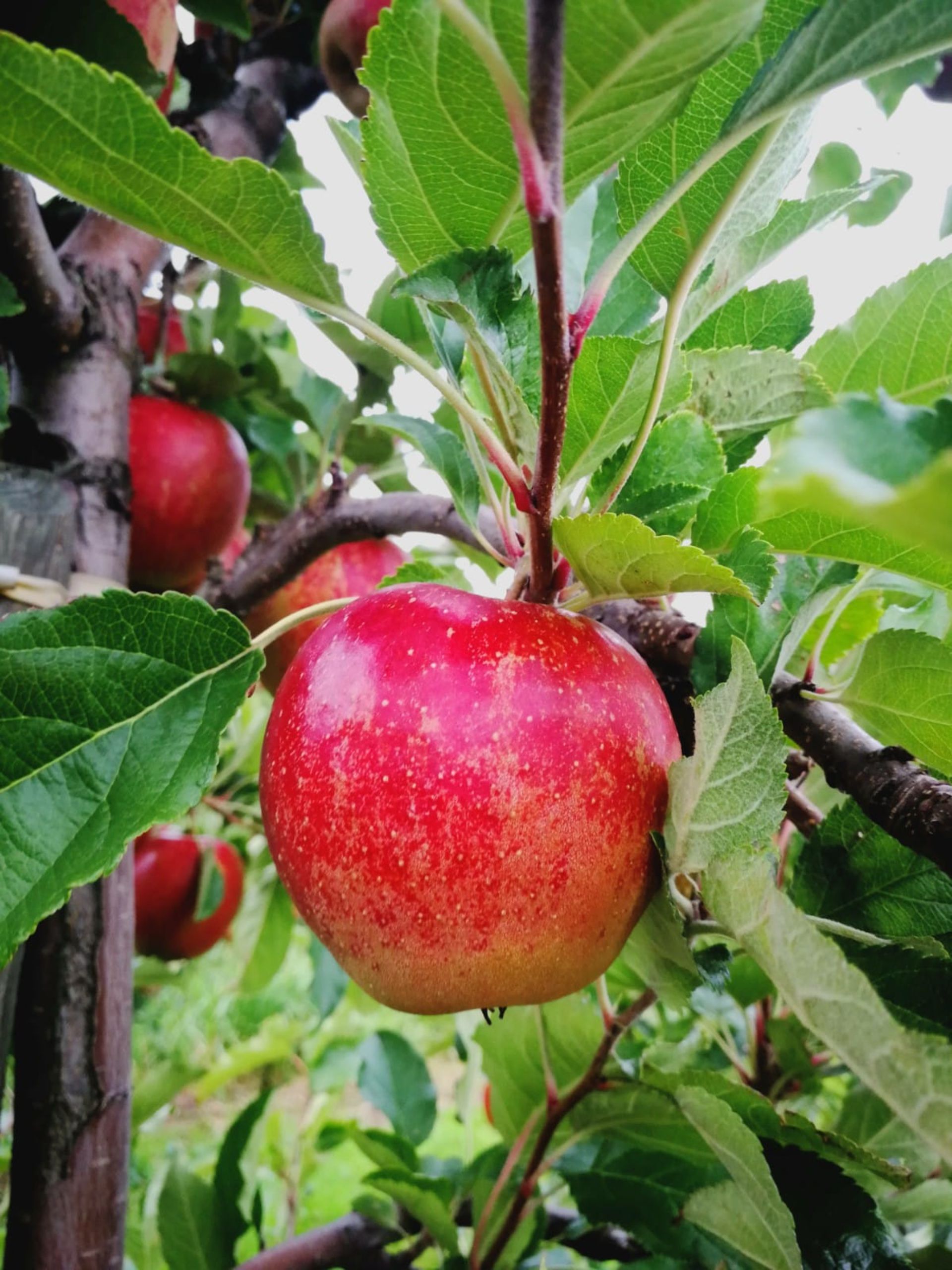 Nahaufnahme eines Apfels, der im Baum hängt