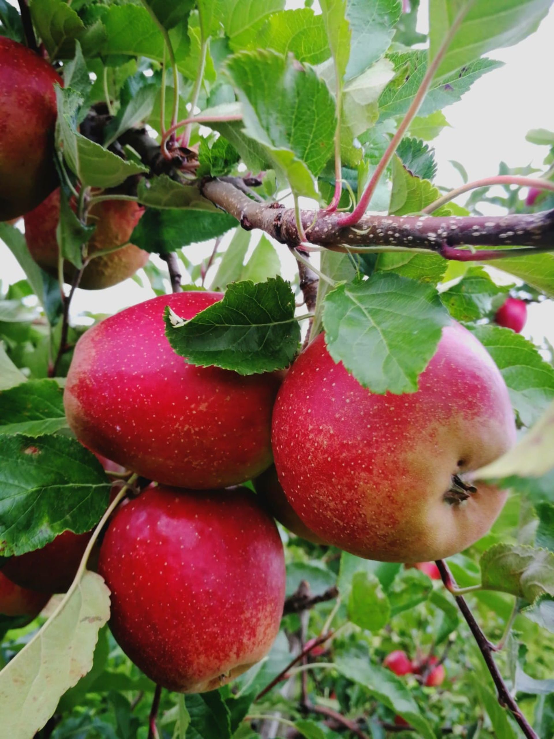 Nahaufnahme Äpfel am Baum hängend