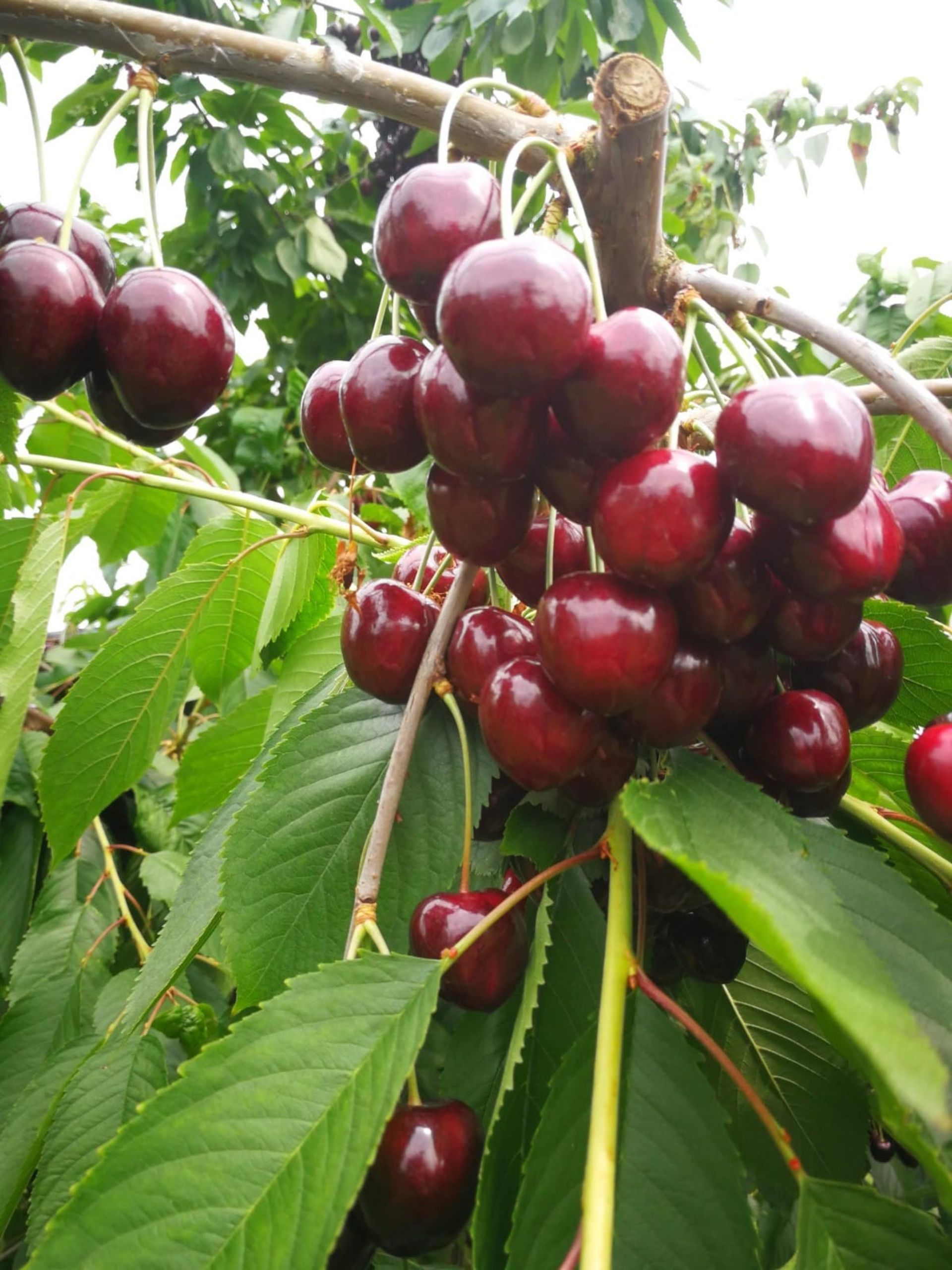 Nahaufnahme Kirschen im Kirschbaum