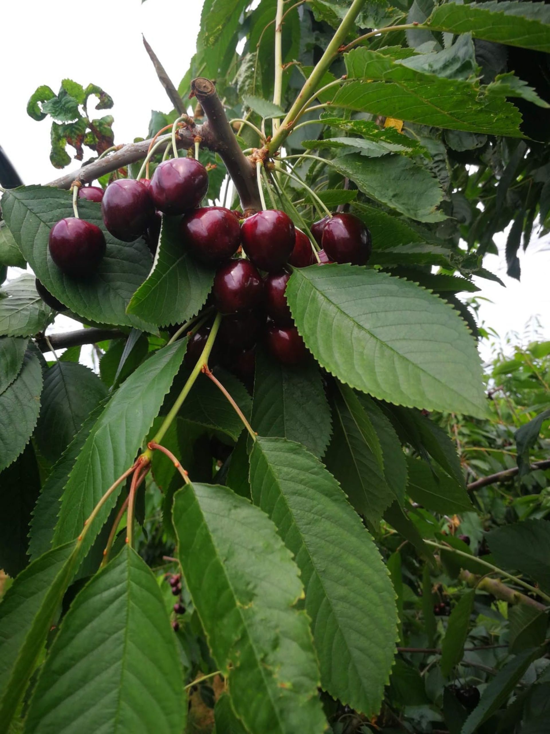 Nahaufnahme Kirschen an einem Kirschbaum