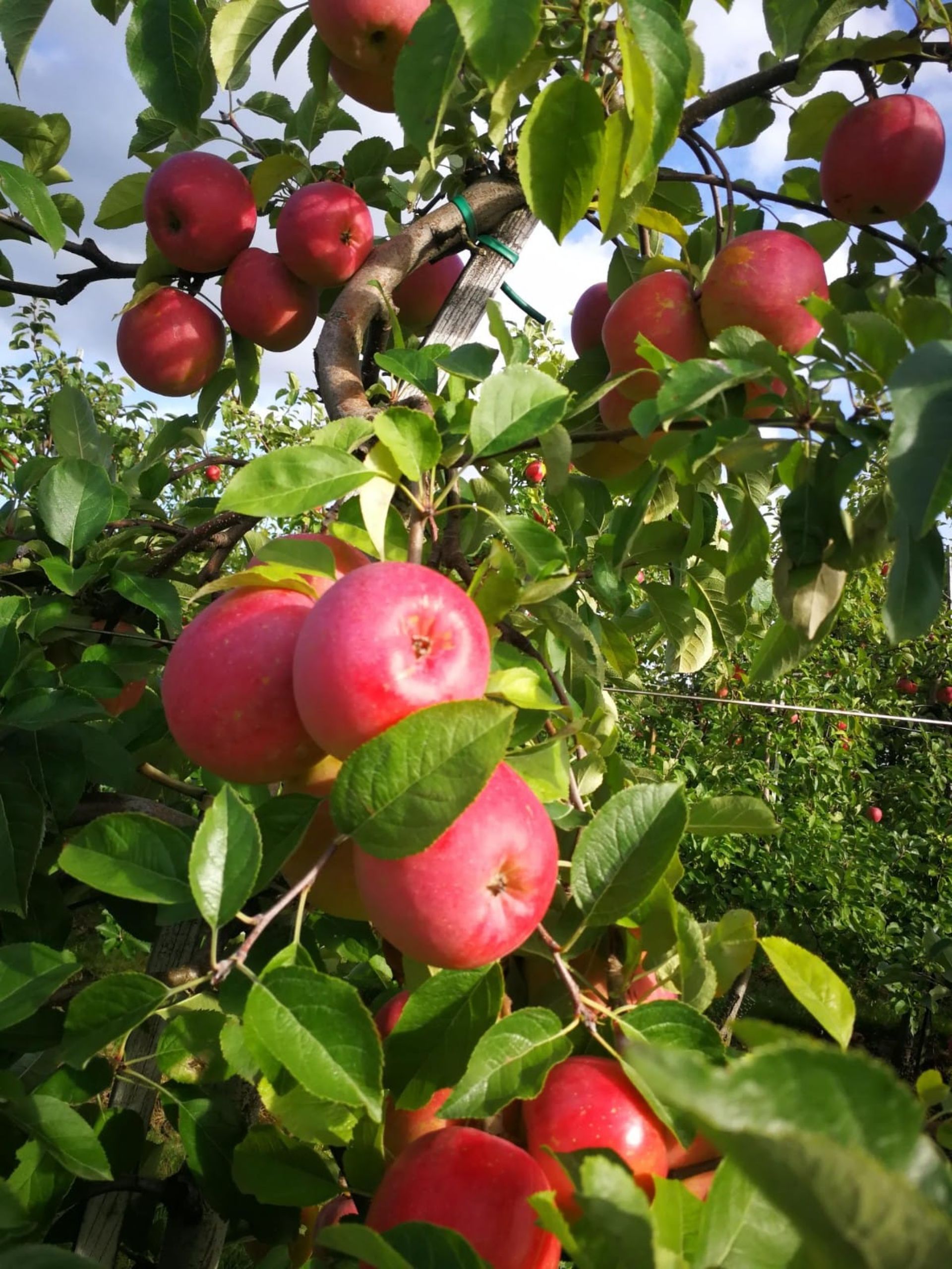 Nahaufnahme Äpfel am Baum hängend