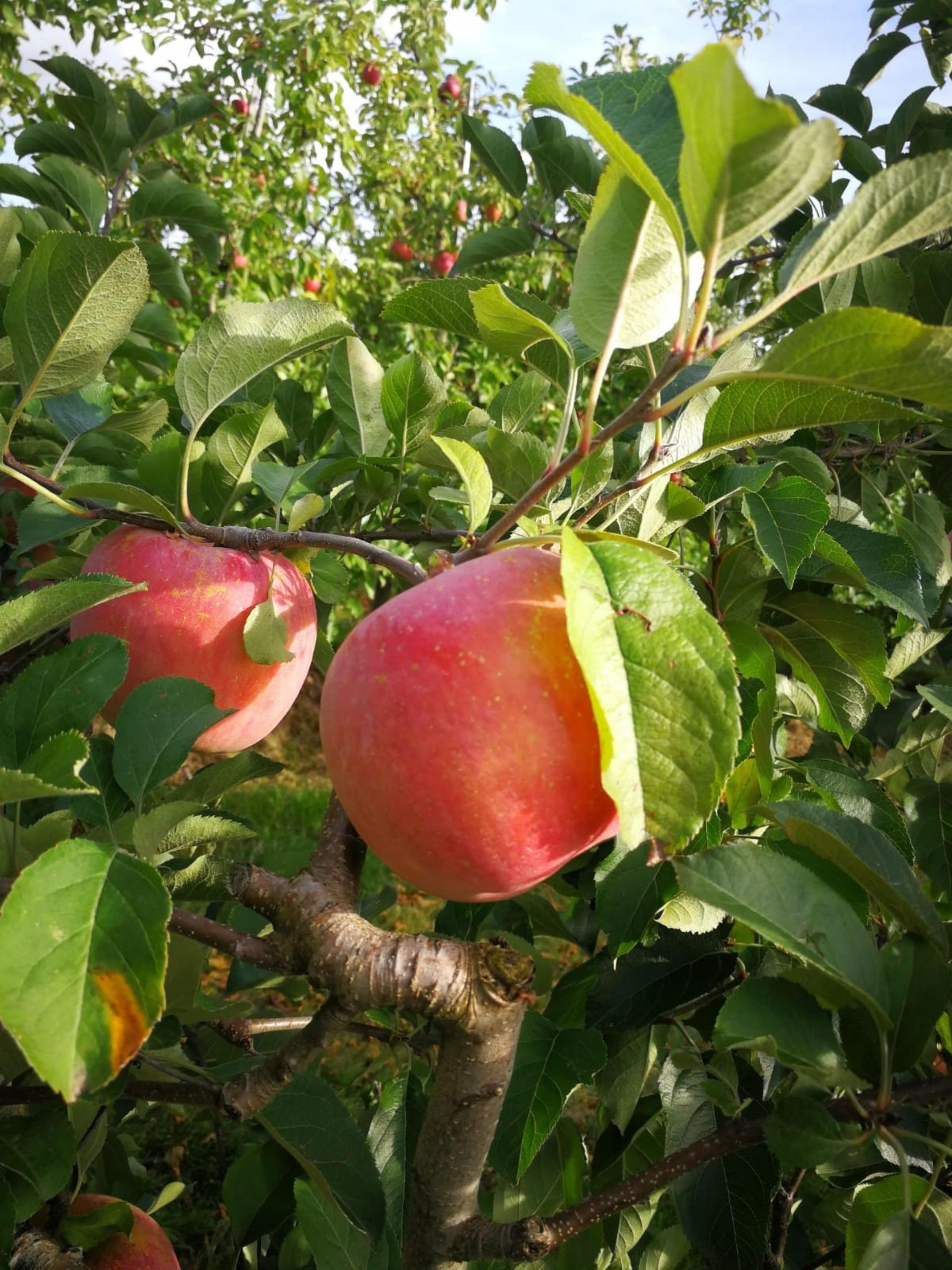 Nahaufnahme Äpfel am Baum hängend
