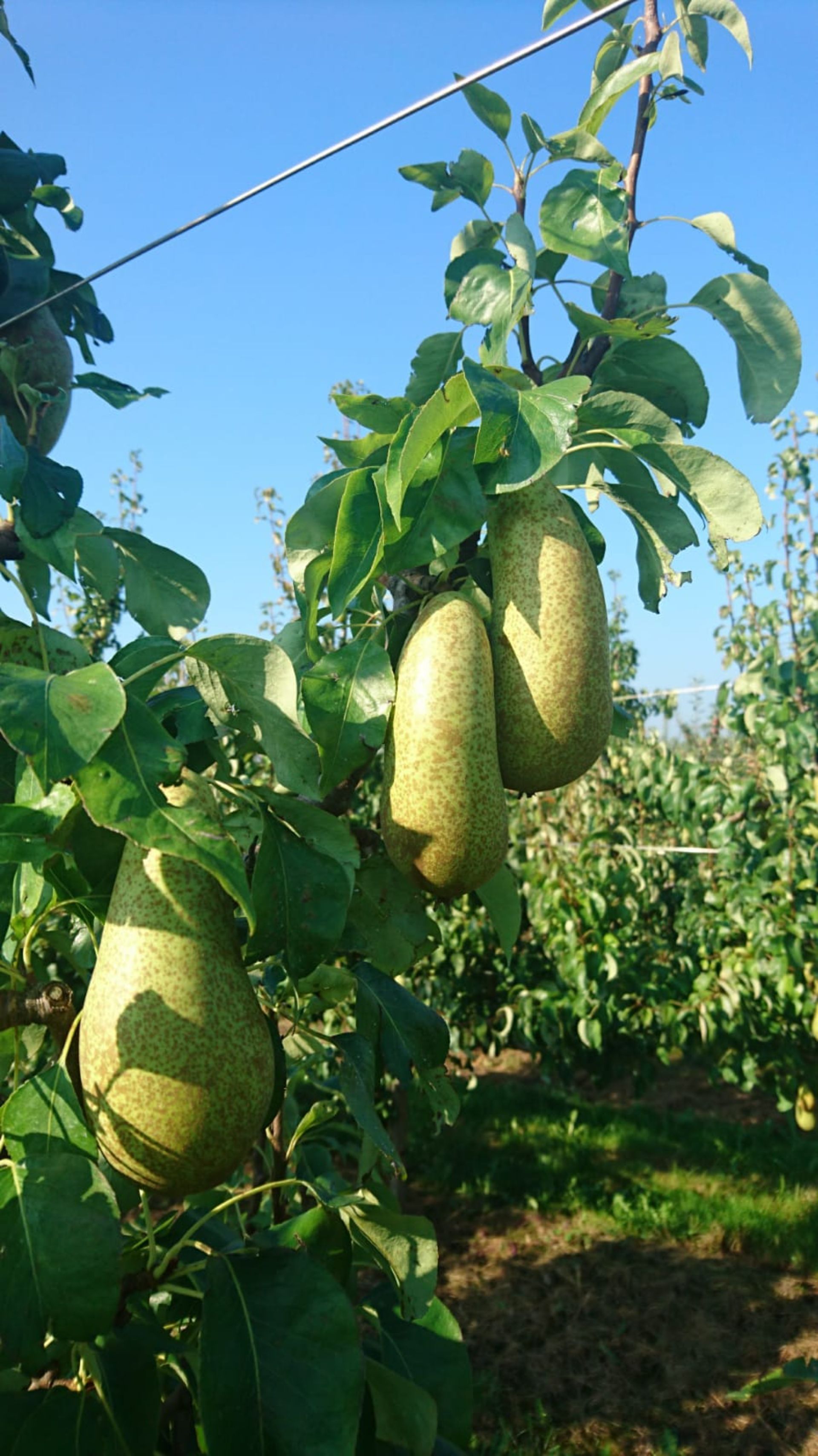 Nahaufnahme Birnen am Baum hängend