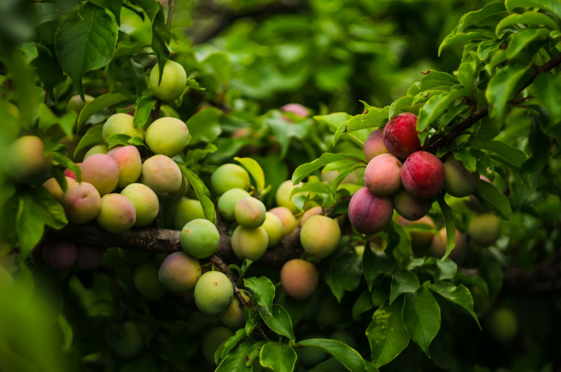 Apfelbaum mit vielen Früchten
