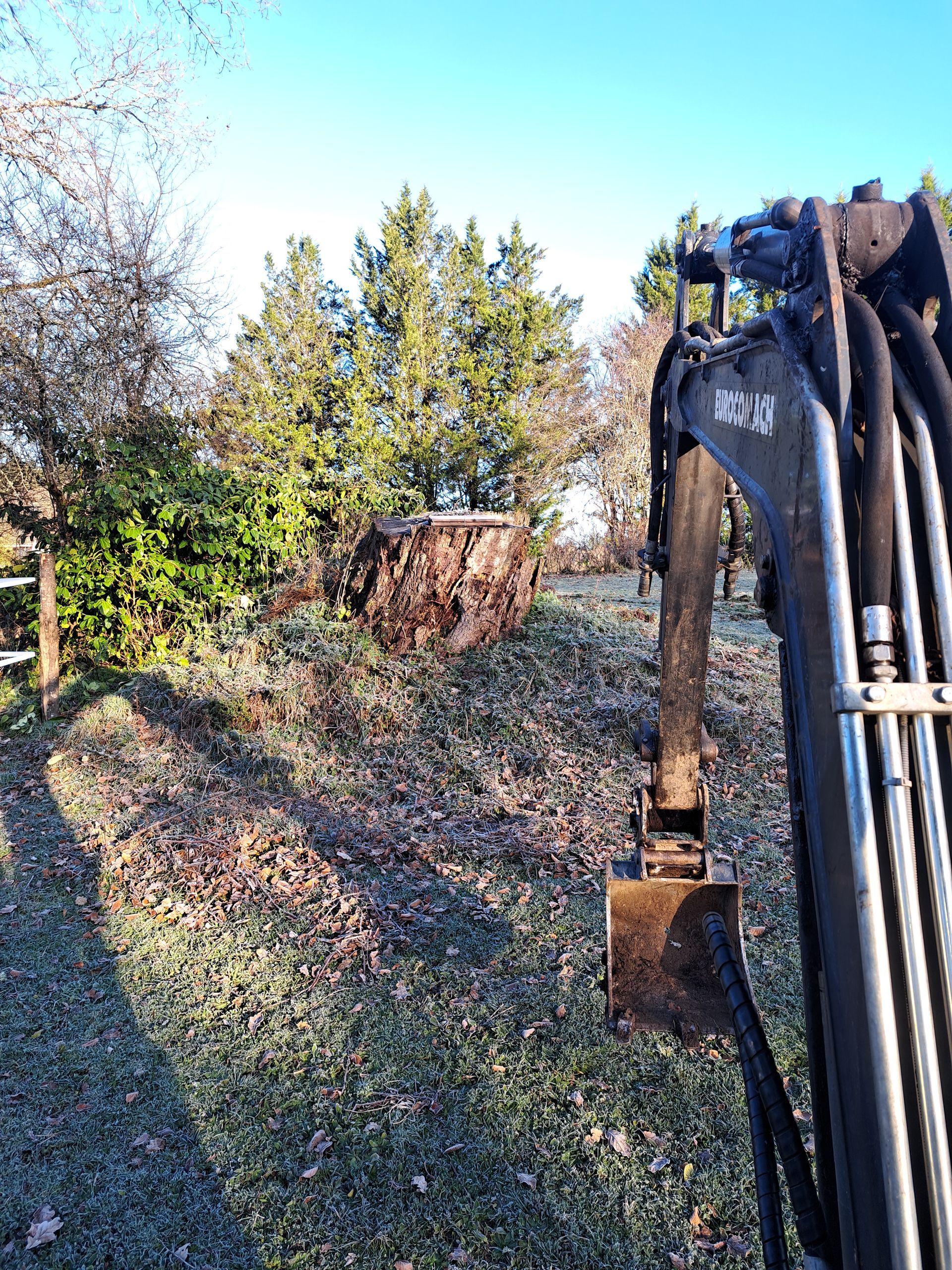 Une minipelle devant une souche.