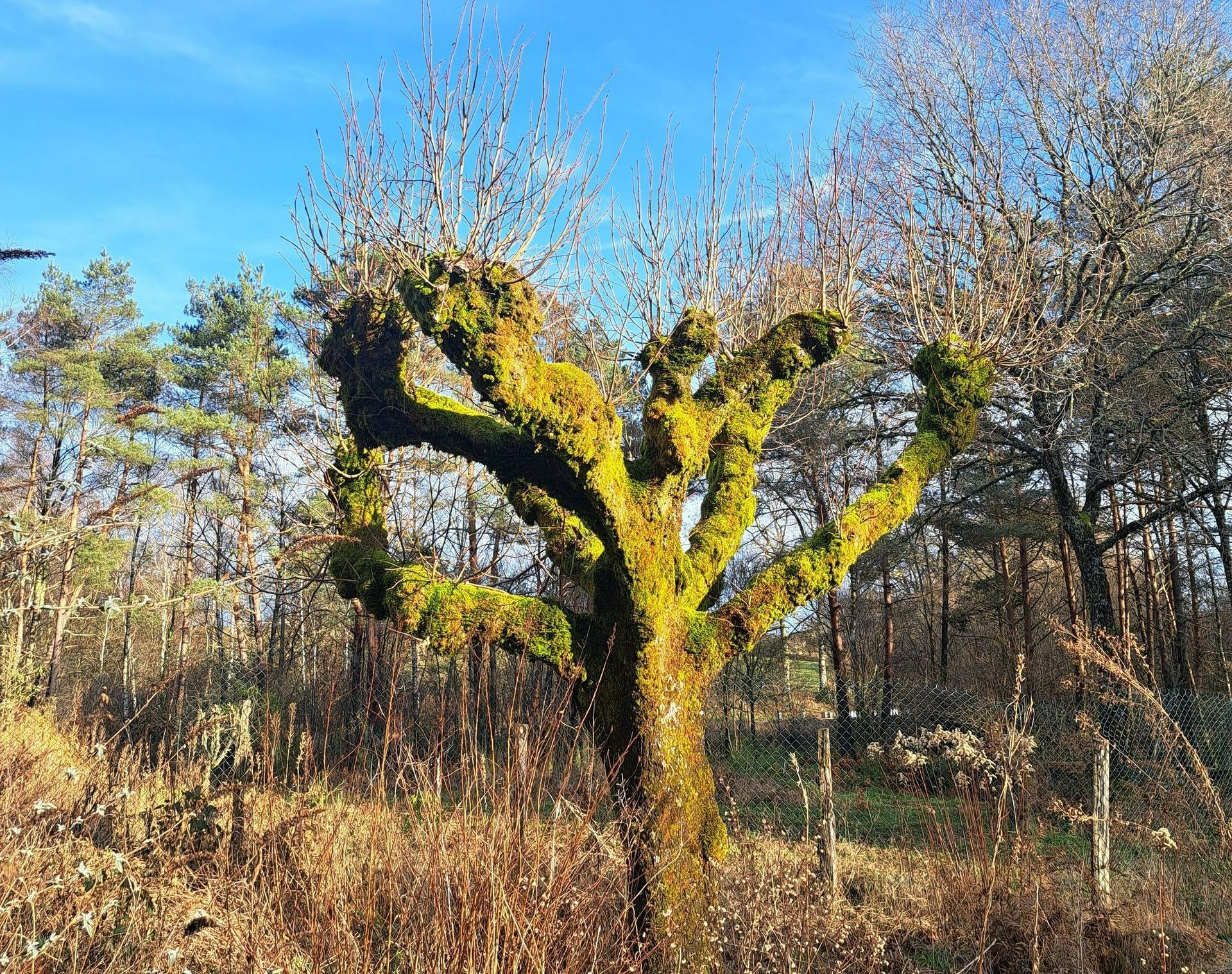 Un arbre en hiver.