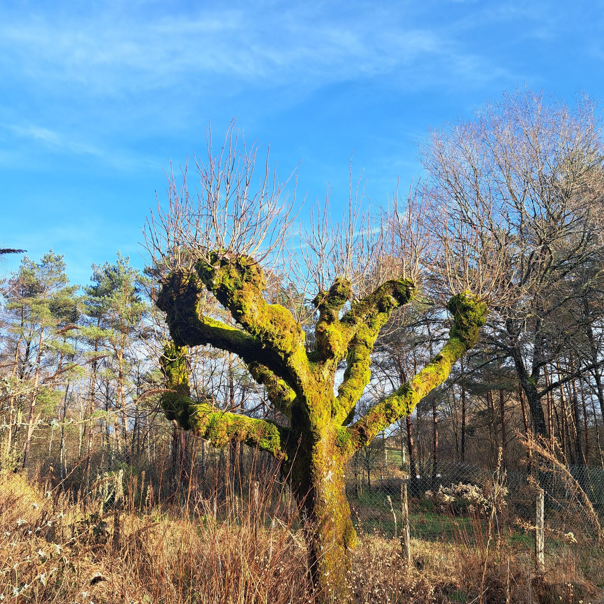 Un arbre en hiver sous un ciel bleu.