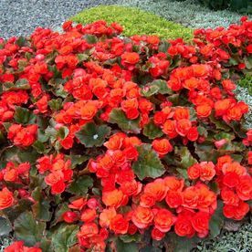 Friedhof Grabpflege - Gartenbau Metz