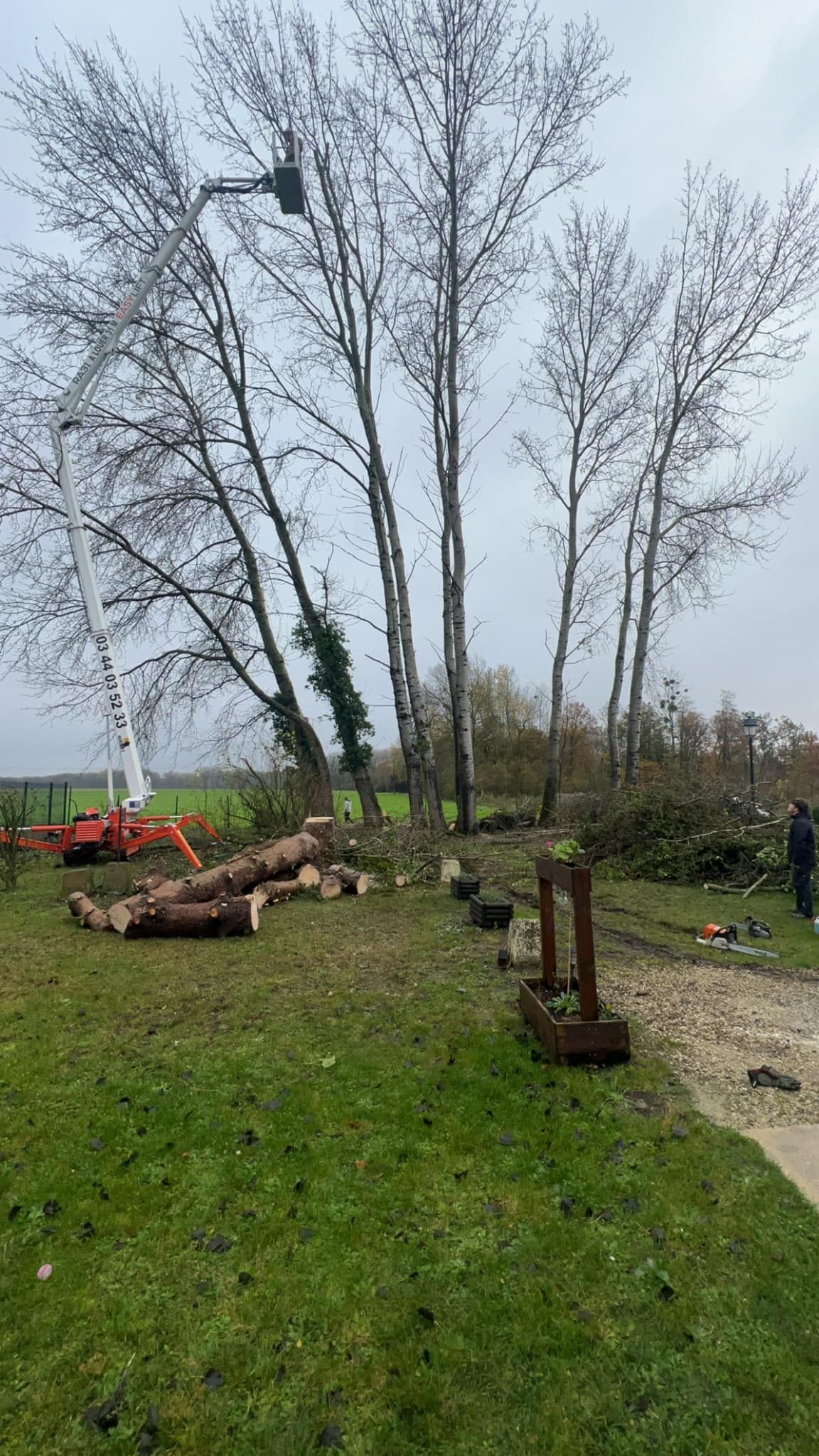 Abattage d'arbre dans un champ
