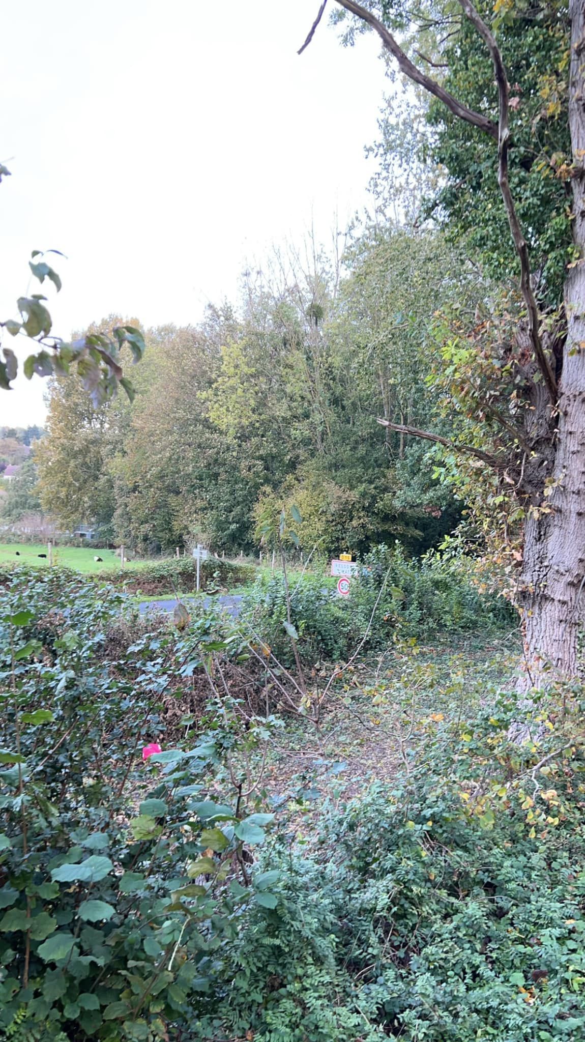 Débroussaillage au bord de la route