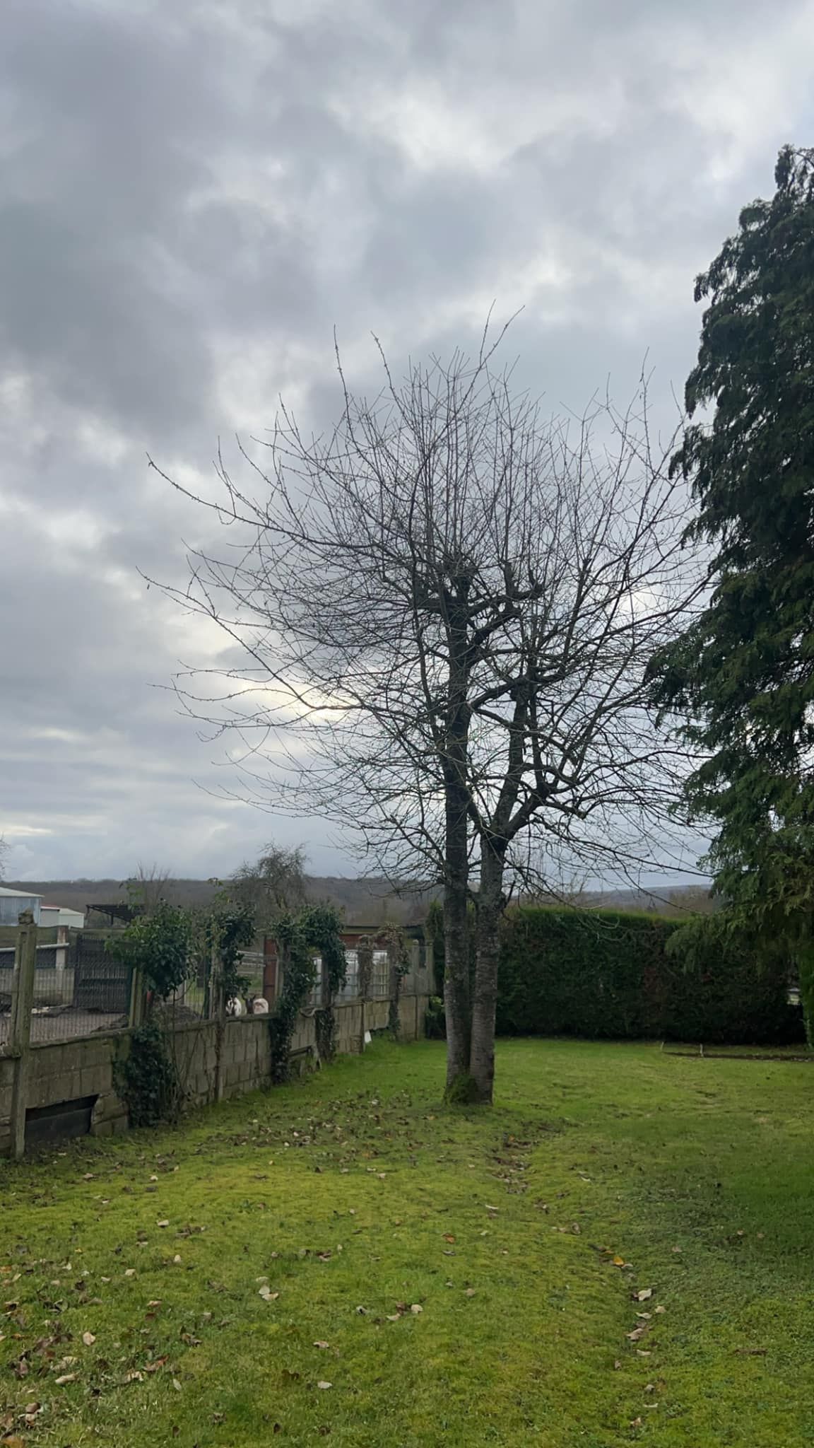 Arbre avant l'élagage