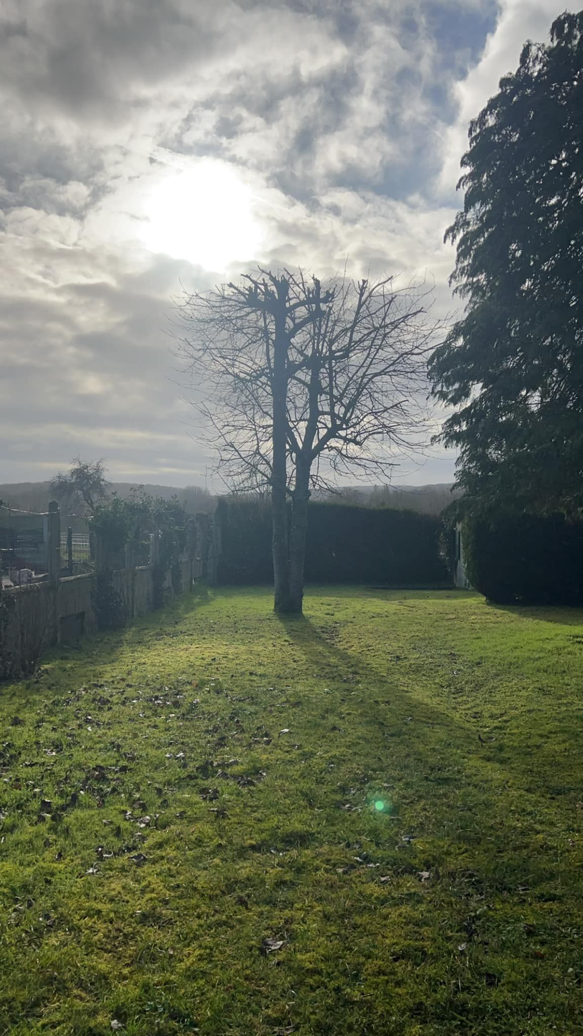 Arbre après l'élagage