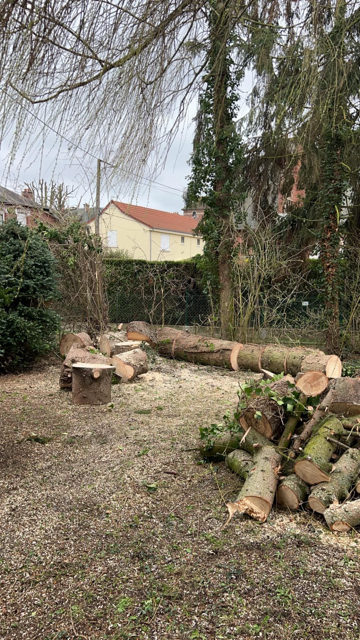 Abattage d'un arbre - tronc au sol